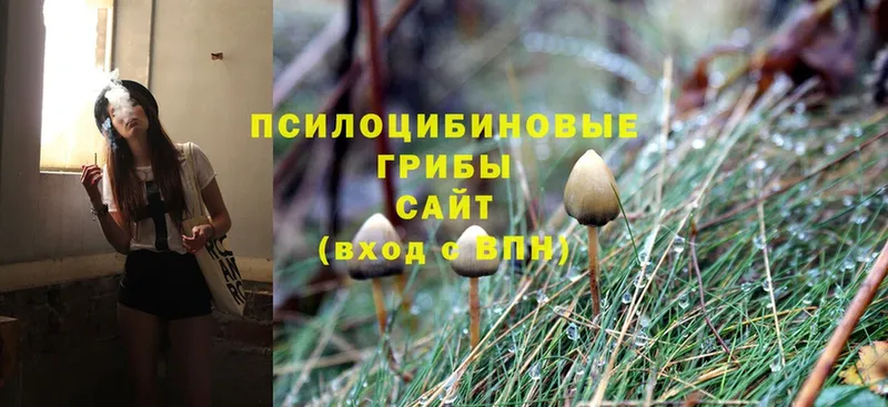 Галлюциногенные грибы Psilocybe  МЕГА маркетплейс  сайты даркнета состав  Новая Ляля 